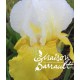 Iris germanica jaune et blanc