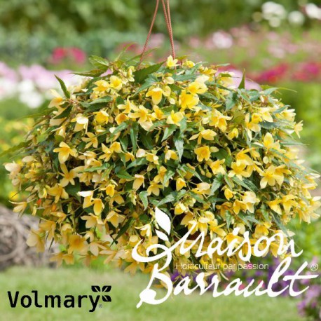 Begonia Bellavista® lemon