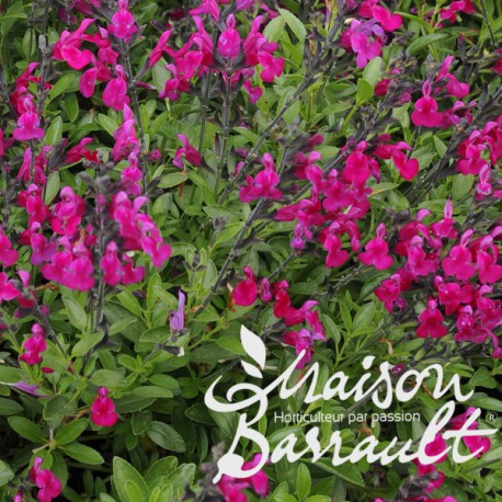Salvia microphylla foreman red