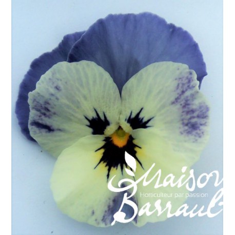 Viola cornuta blanche et bleue (C)