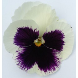 Viola cornuta blanche à macule (A)