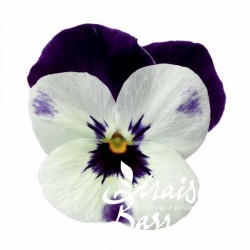 Viola cornuta blanche ailes violettes (S)