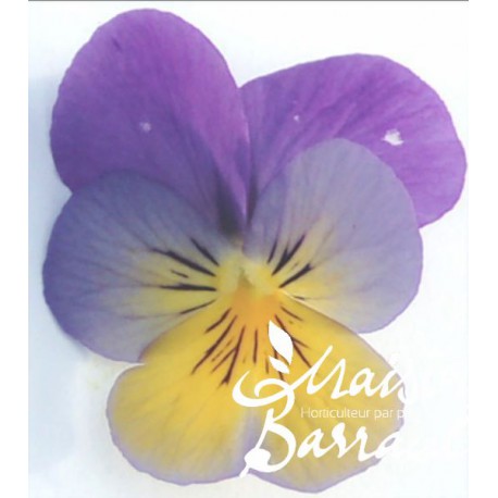 Viola cornuta bleue et jaune (D)