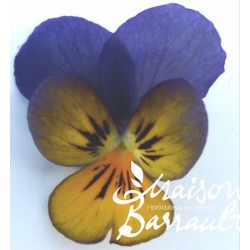 Viola cornuta bleue et or (G)