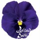 Viola cornuta bleue à macule (R)