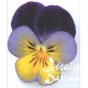 Viola cornuta bleue et violet cœur jaune (H)