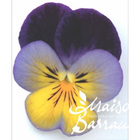 Viola cornuta bleue et violet cœur jaune (H)