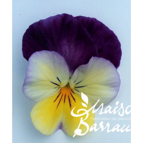 Viola cornuta jaune et mauve (F)