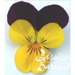 Viola cornuta jaune et violet (I)