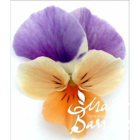 Viola cornuta orange, blanc et violet (E)