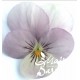 Viola cornuta rose clair (B)