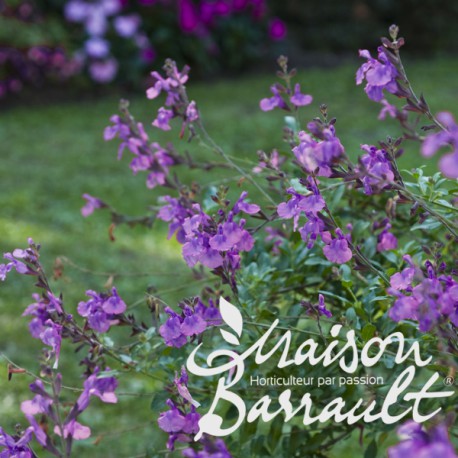 Salvia microphylla violette