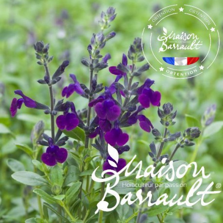 Salvia x jamensis violette de Loire ®
