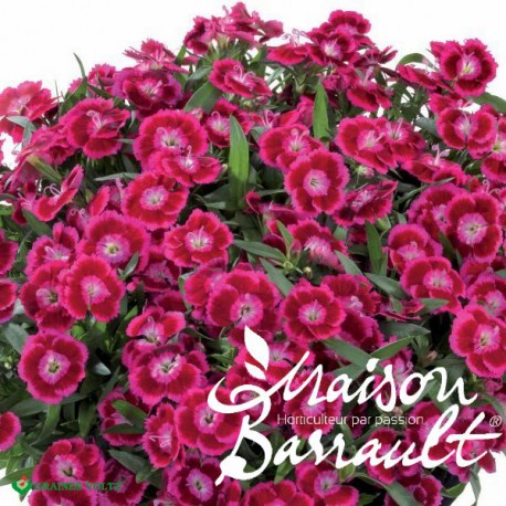 Dianthus Beauties ® olivia cherry