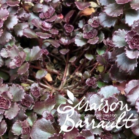Sedum spurium 'Purple Winter'