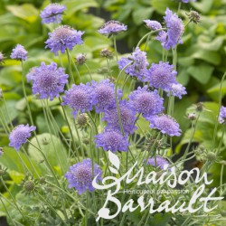 Scabiosa columbaria butterfly blue
