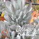 Cotyledon orbiculata silver peak