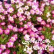 Saxifraga alpino early pink