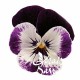 Viola cornuta violet coeur blanc (Z)