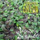 Leptinella squalida platt's black (AG)