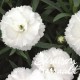 Dianthus plumarius scent first ® memories