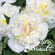 Paeonia lactiflora Charlie's White
