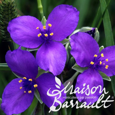 Tradescantia andersoniana violet