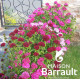 Dianthus barbatus 'Barbarini Mix'