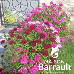 Dianthus barbatus 'Barbarini Mix'