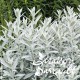 Artemisia ludoviciana silver queen