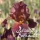 Iris germanica 'Royal Tapestry'