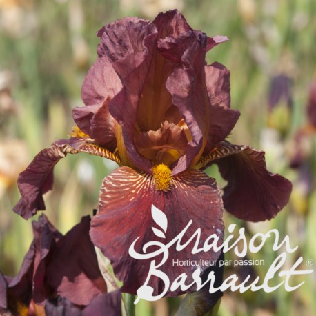 Iris germanica rouge foncé