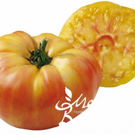 Tomate greffée 'Ananas'