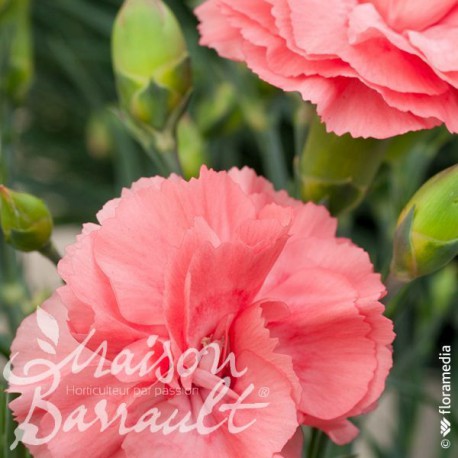 Dianthus plumarius scent first ® romance