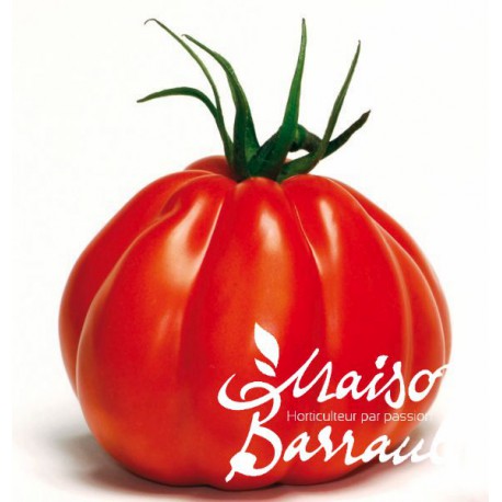 Tomate greffée 'Corazon' 