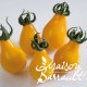 Tomate poire 'Yellow Pearshaped' 