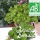 Basilic grand vert bio