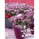 Dianthus purple wedding ®