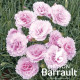 Dianthus plumarius scent first ® candy floss