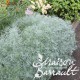 Artemisia schmidtiana nana