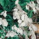 Cyclamen neapolitanum ‘Amaze Me White'