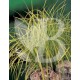Carex elata bowles garden