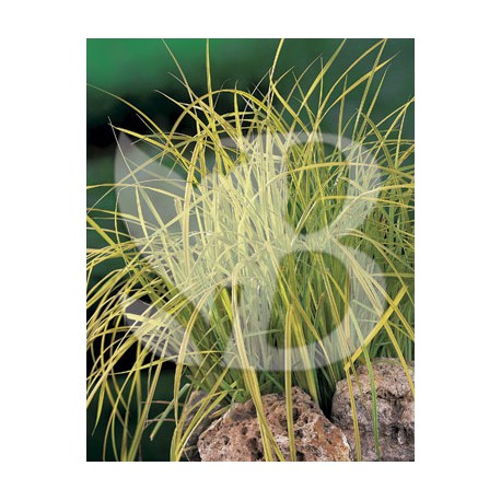 Carex elata bowles garden