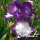 Iris germanica cozy calico