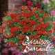 Geranium lierre blizzard rouge