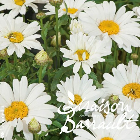 Leucanthemum sweet daisy christine