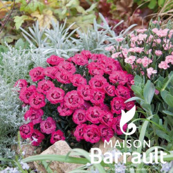 Dianthus early love ®