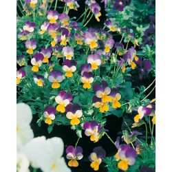 Viola cornuta bicolore