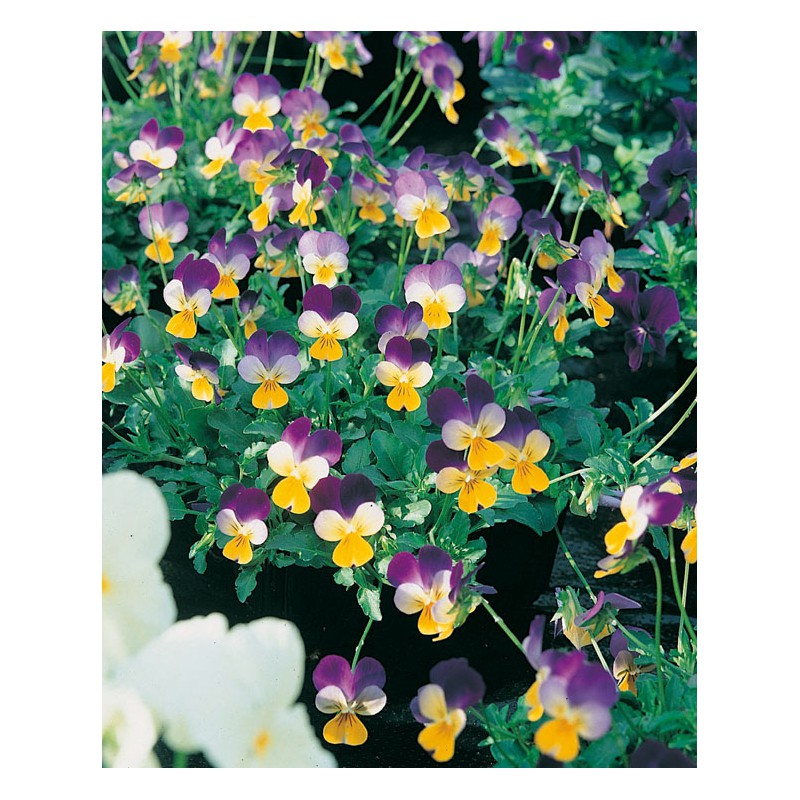Viola cornuta bicolore