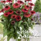 Echinacea purpurea sunseekers ® red